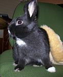 Rudi