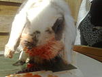 Killerhase