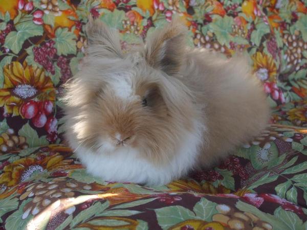 DAS IST FEE SIE IST IM FEB. 2012 GEB. SIE IST EIN TEDDY UND BEKOMMT GANZ BESONDERS VIEL PFLEGE........PhotoFancy 684878 min