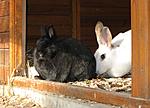 kaninchen und gehege