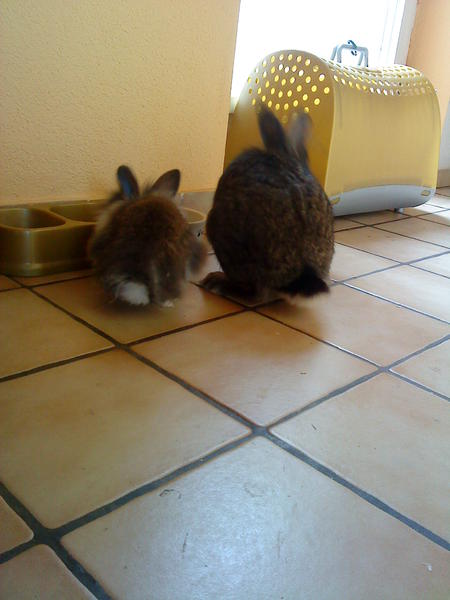 Struppi und Lenny :)