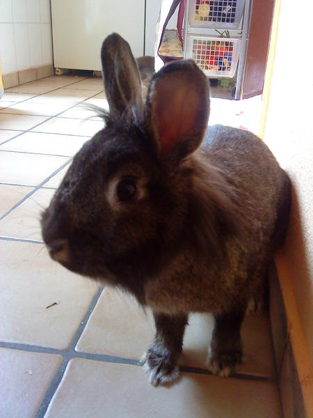 Lennymaus :)