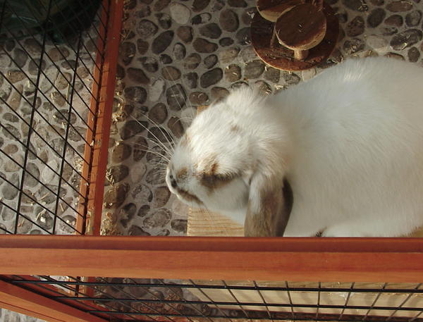 Wo sind die Wildkaninchen?