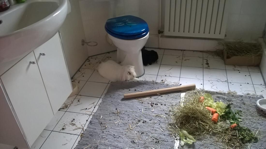 der kleine Neuank�mmling