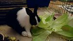 Strolchi und sein Salat