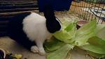 Strolchi und sein Salat