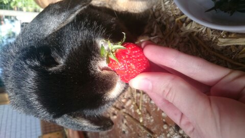 Marry x Strawberry