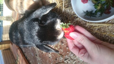 Marry x Strawberry