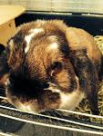 Sheila - 9 Jahre alt und top fit :)