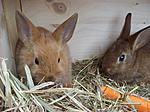 Belle und Pippa