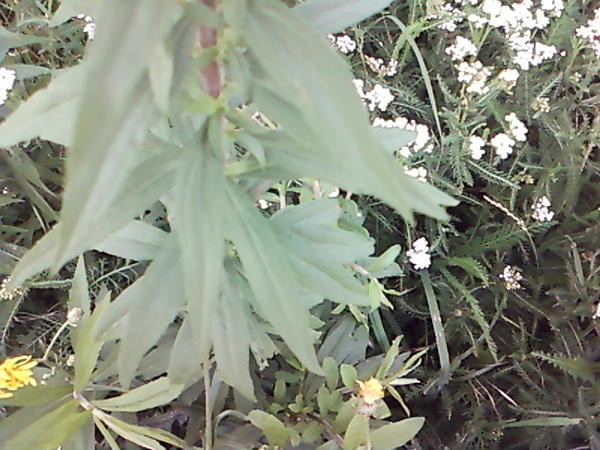 Foto 0210