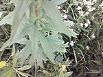 Foto 0210