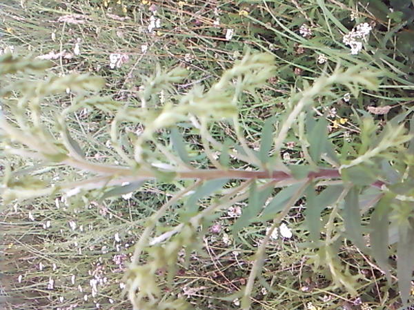 Foto 0211