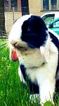 Meine Hasi`s