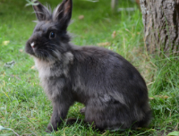 Lilly ("Zausel")