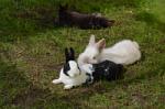 Fips und Maxi