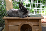 Lilly (noch klein und mit Wuschelhaarpracht)