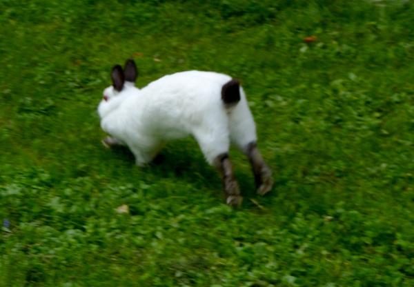 Hoppla