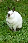 Hoppla