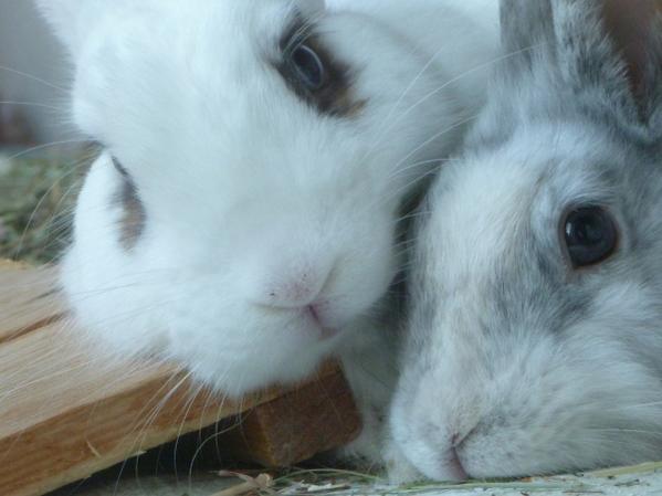 Snoopy und Leni