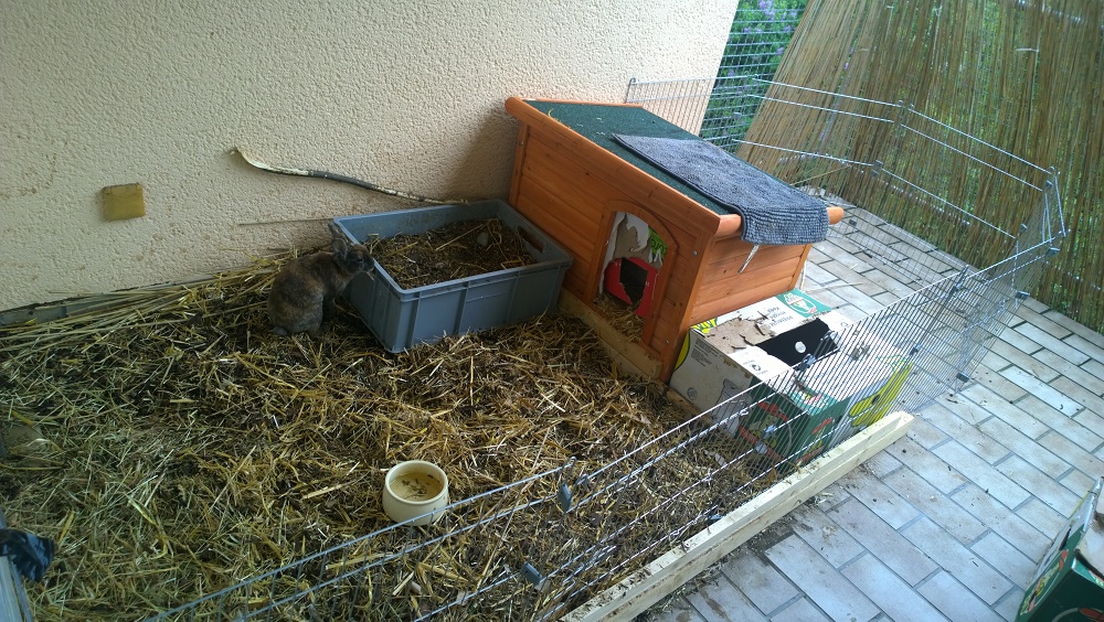 Charlie im Au�engehege