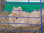 loona