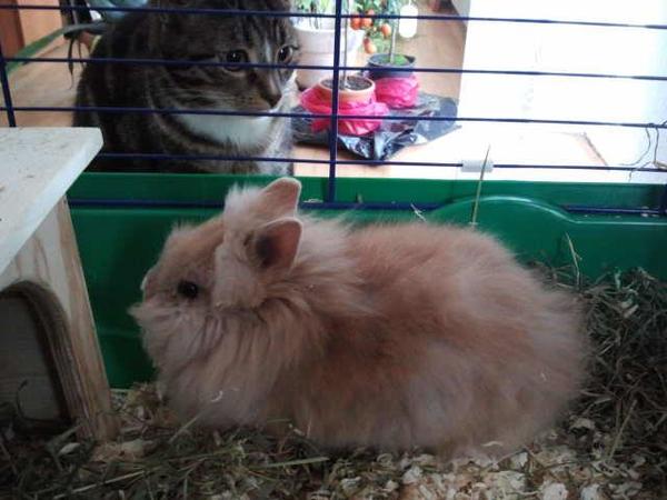 Loona