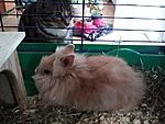Loona