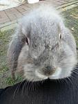 Bunnys