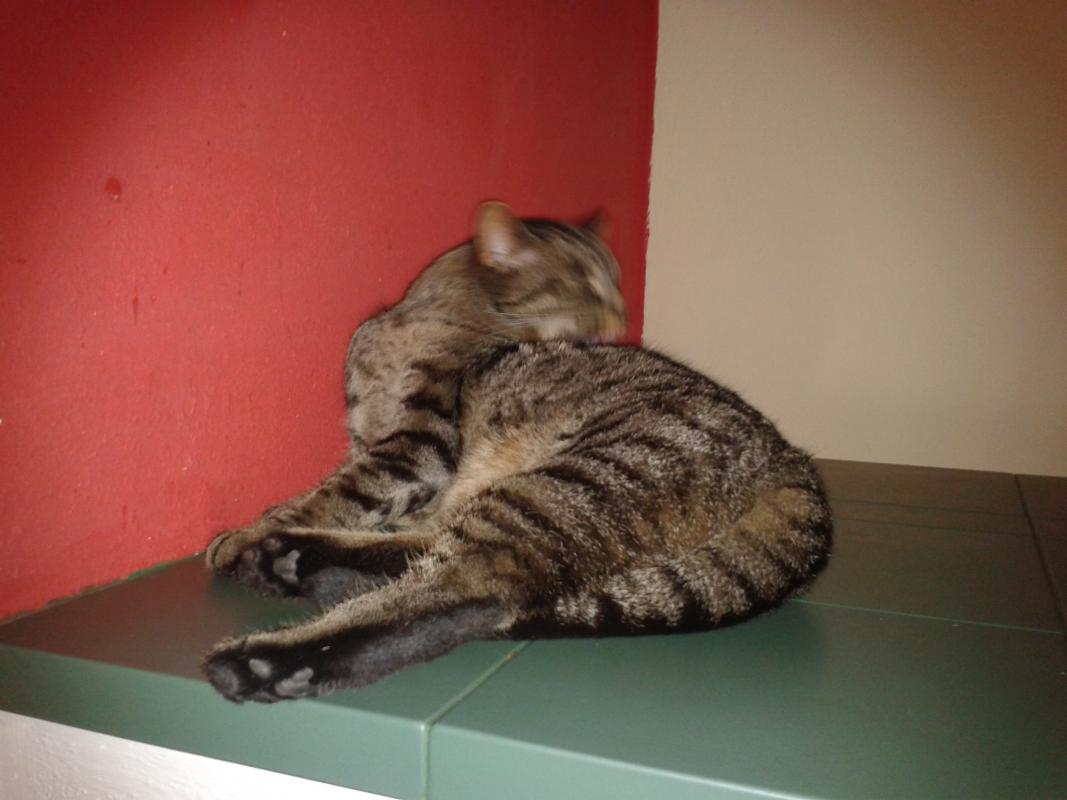 Unser Tigger