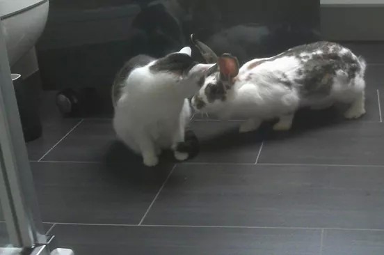 Perle und Twinity