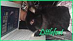 Littlefoot ♥