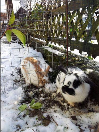 Lolo und Bugs
