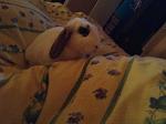 im Bett kuscheln...