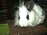 Linus