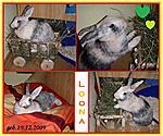 Loona