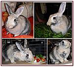 Loona2