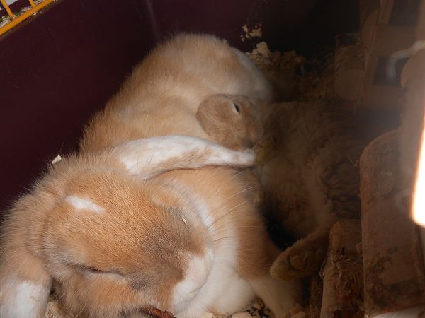 k DSCN0454