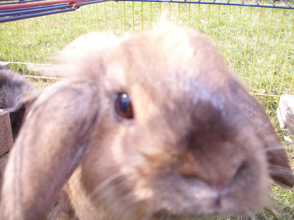 Lotti ?