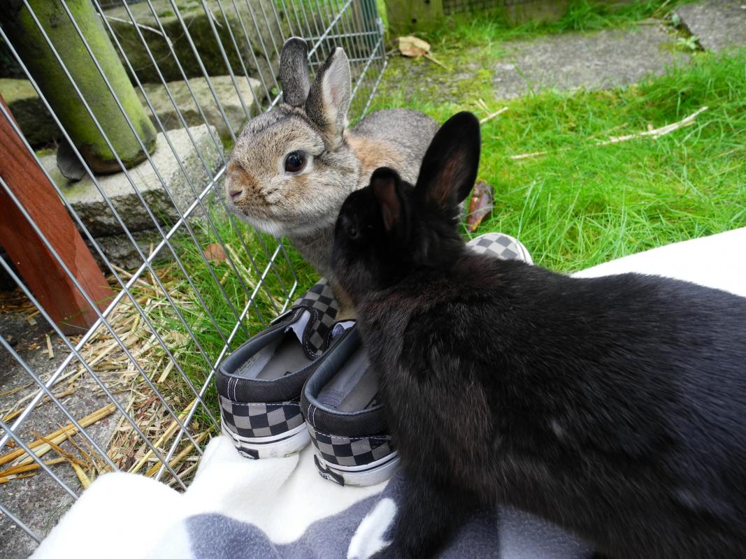 Sams (der Wildfarbene) erster Ausflug ins Au�engehege :)
Alles muss beschnuppert und genaustens begutachtet werden...auch meine Schuhe XD
