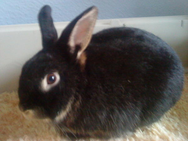 Quann 2011