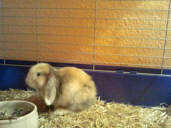 klein Lilli (;