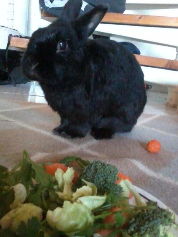 Bommel