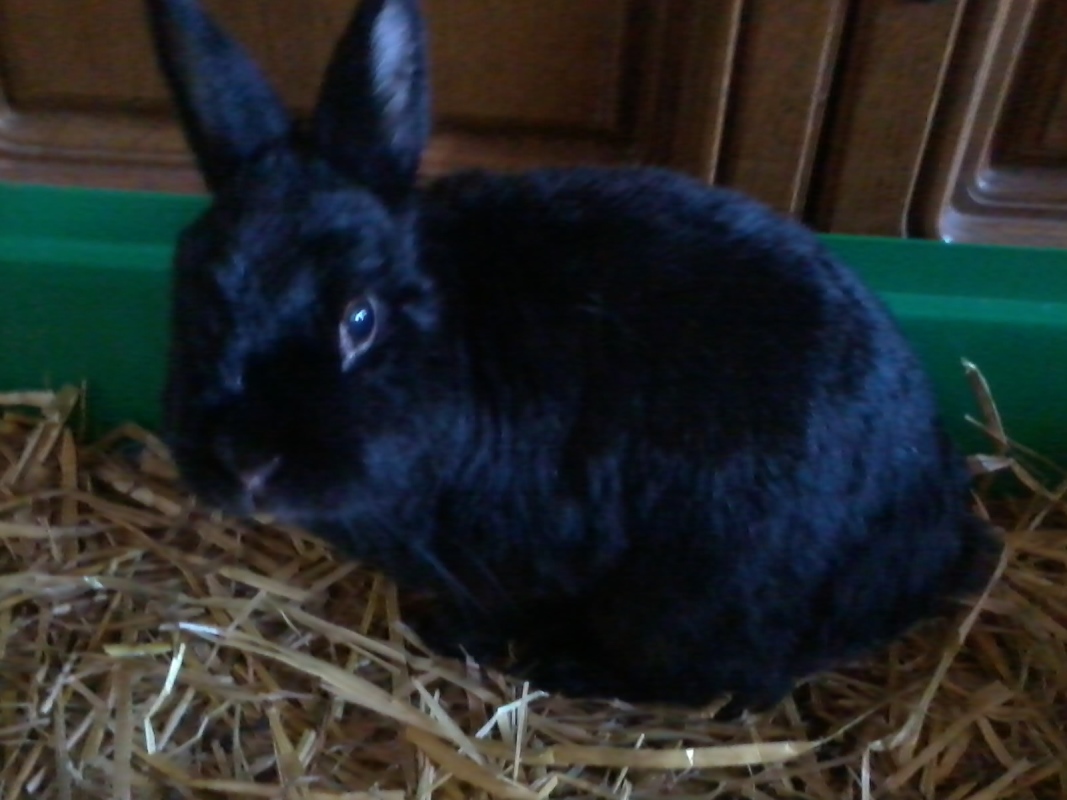 Bommel