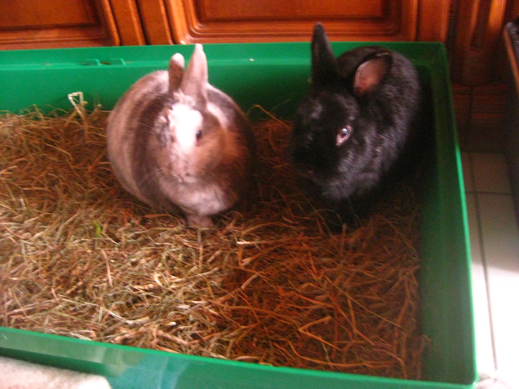 Luke und Bommel