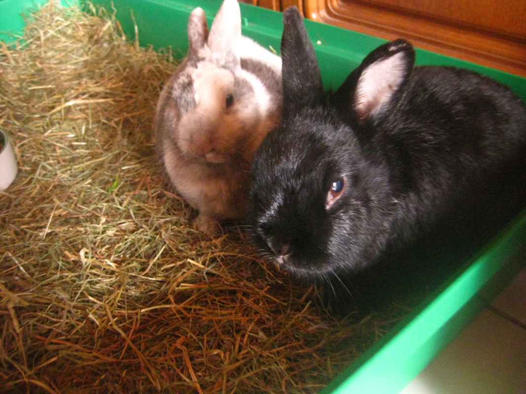 Luke und Bommel