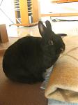 Bommel