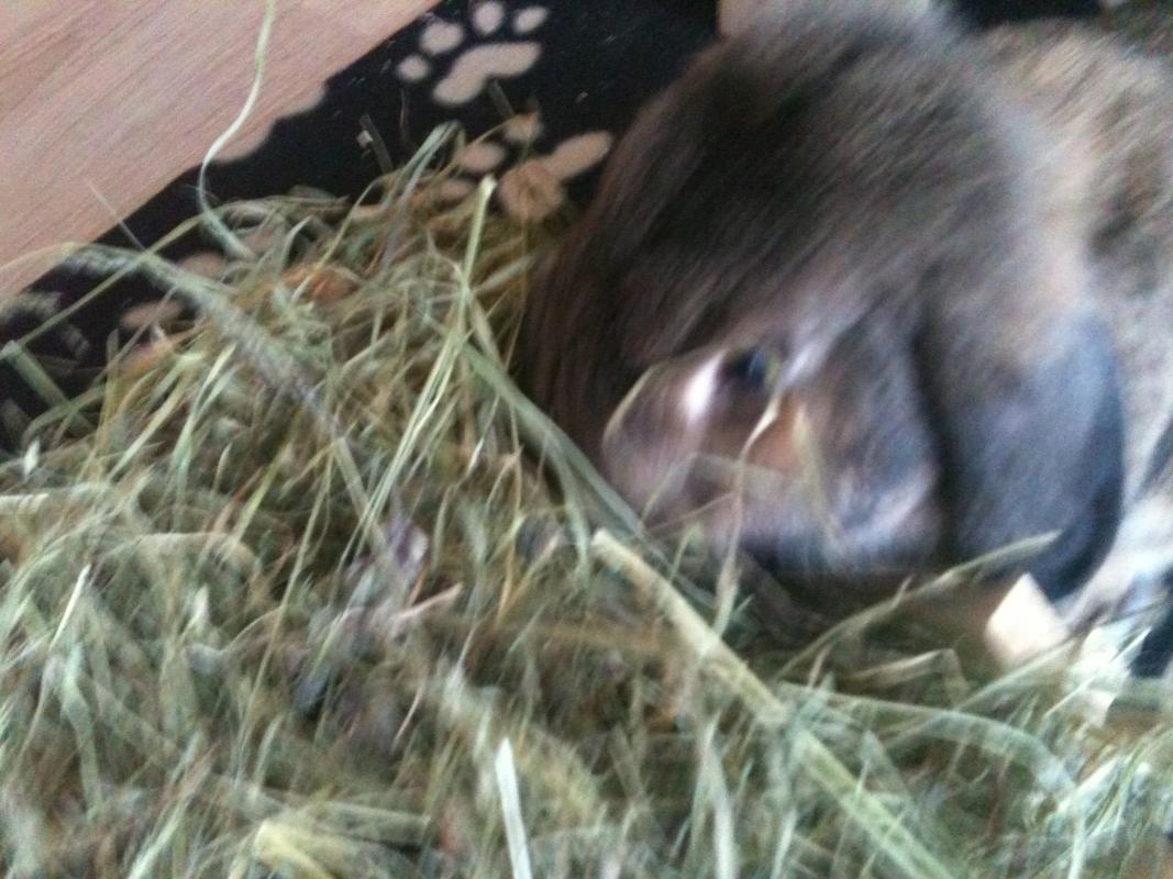 Lecker Heu !!:)