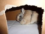 Schnuppi
