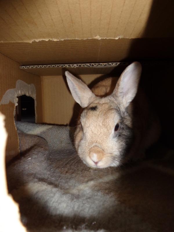 Schnuppi
